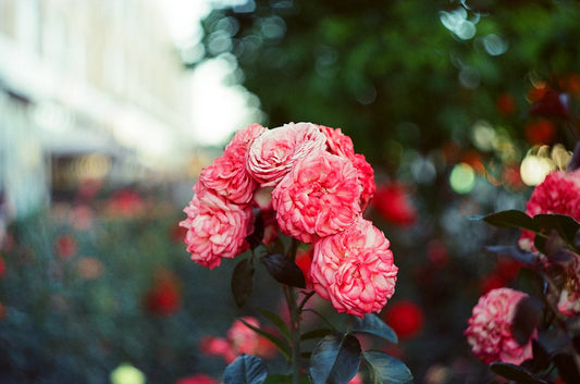 3 ROLLS REFLX LAB 200T ECN-2 FILM