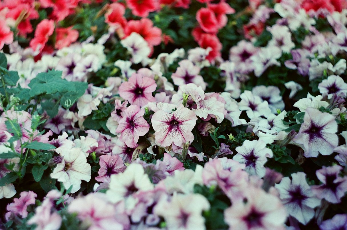 3 ROLLS REFLX LAB 200T ECN-2 FILM