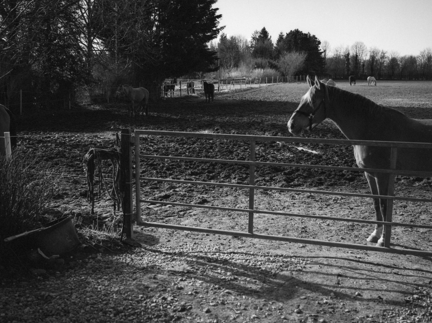 3 ROLLS LUCKY SHD400 BLACK AND WHITE FILM-120