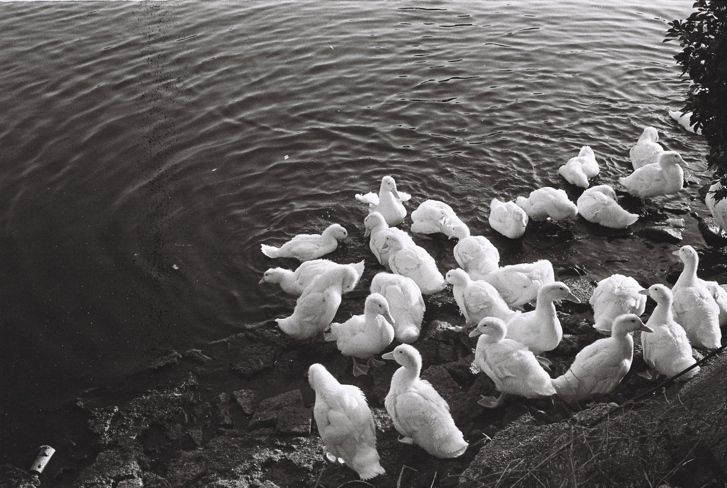 3 ROLLS REFLX LAB PAN400 BLACK AND WHITE FILM 36EXP