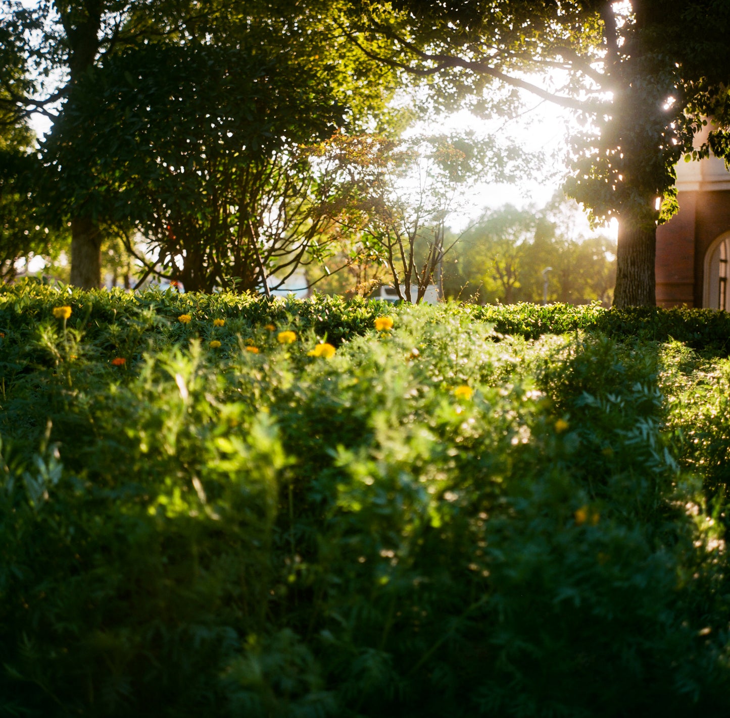 1 ROLL LUCKY COLOR 200 C41 FILM-120